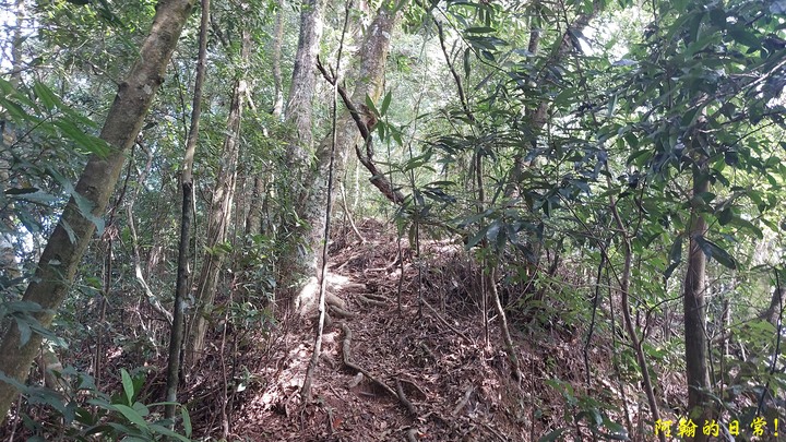 馬那邦山 原始楓林!|細道邦山 豆腐?棺材?