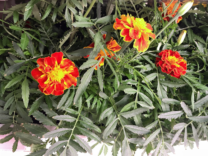 水耕花卉分享~