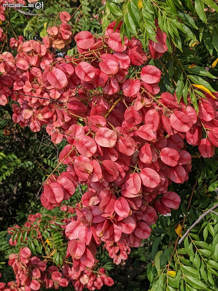 黑板樹+小花蔓澤蘭+台灣欒樹+密花白飯樹 台南市南區水交社 11/12