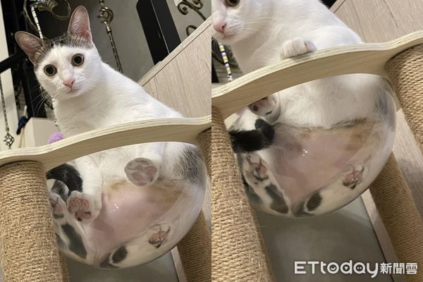 3愛貓賊腦圍向前「想幫忙拆包裹」媽曝背後目的：只會搗亂擋著