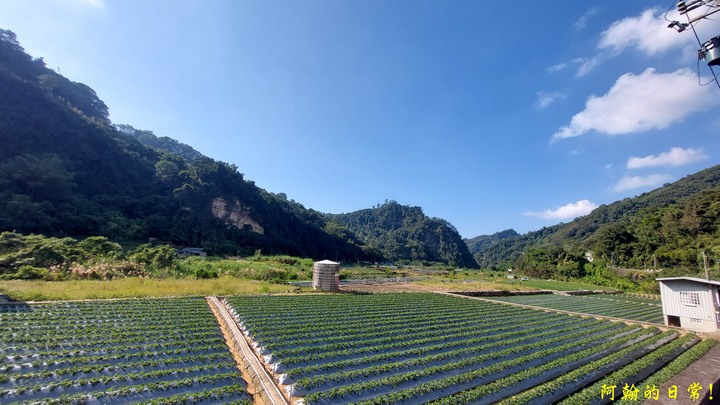 馬那邦山 原始楓林!|細道邦山 豆腐?棺材?