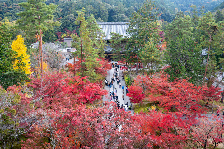 合掌村＆體驗楓紅炸裂的日本＿Z6II升級Z8有感（外加NIKON 70-200mm f2.8S好威體驗）