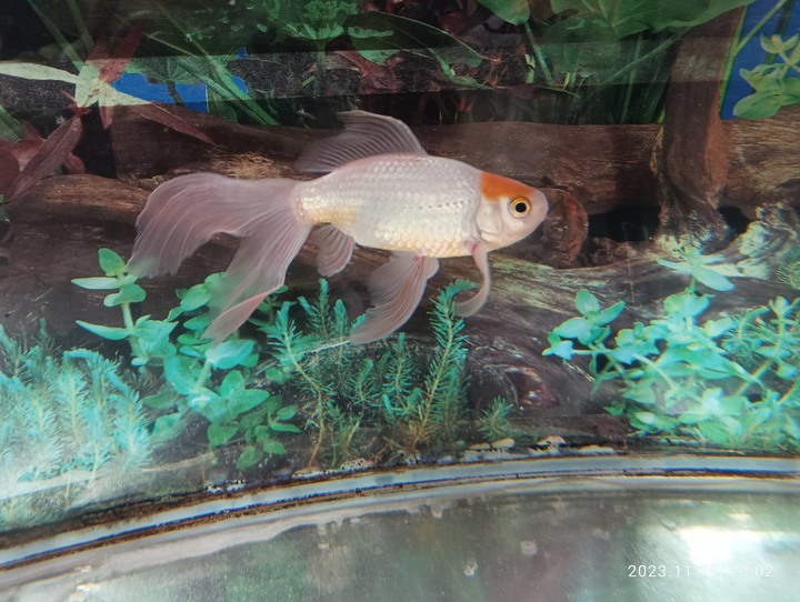 我養的金魚（玉如意）是不是有生病？