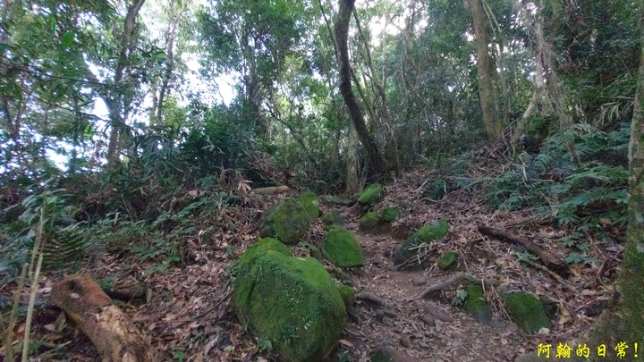 馬那邦山 原始楓林!|細道邦山 豆腐?棺材?