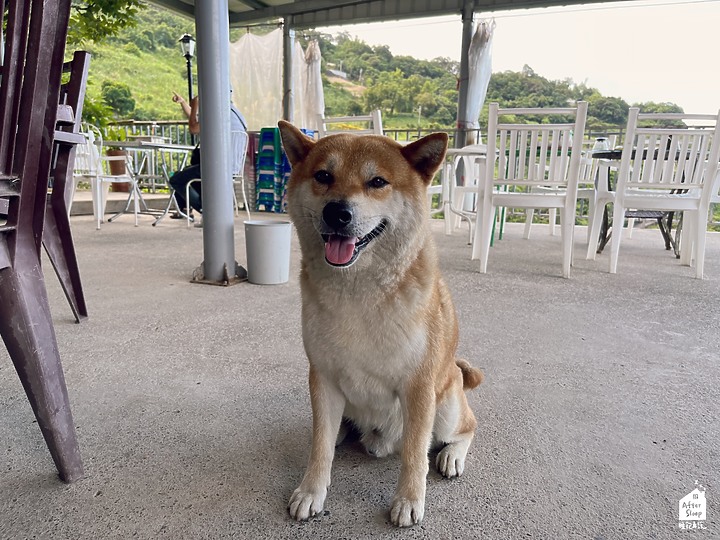 點我看大圖 台東太麻里|金土咖休閒莊園_免低消熱情招待的海景咖啡店