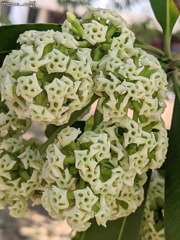 黑板樹+小花蔓澤蘭+台灣欒樹+密花白飯樹 台南市南區水交社 11/12