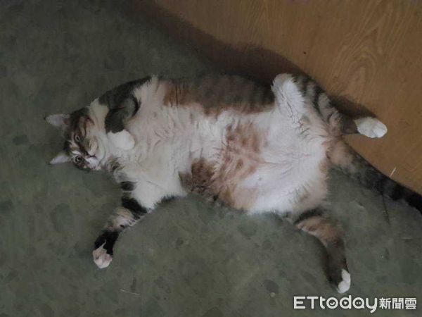 就愛原味!胖貓「整張臉埋進鞋」狂吸入睡媽嘆:只好把這雙送牠