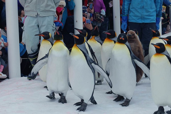【北海道親子景點】旭山動物園：超萌企鵝散步、北極熊近距離接觸