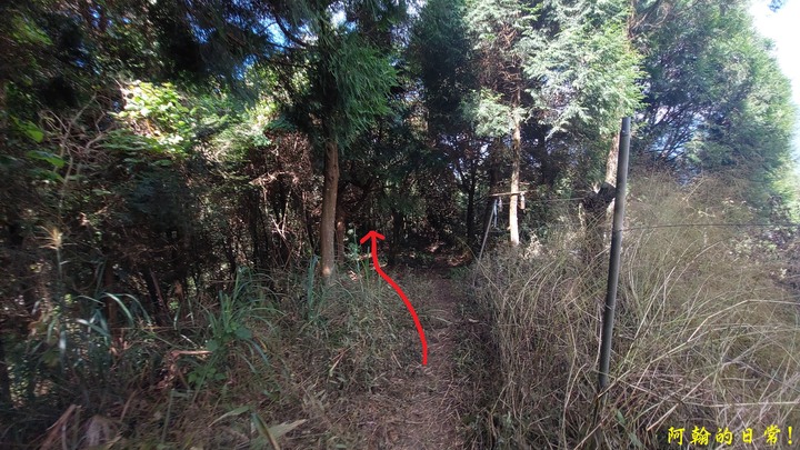 馬那邦山 原始楓林!|細道邦山 豆腐?棺材?