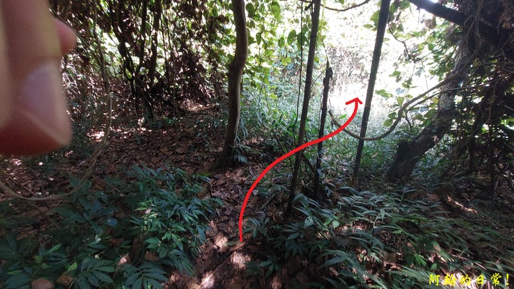 馬那邦山 原始楓林!|細道邦山 豆腐?棺材?