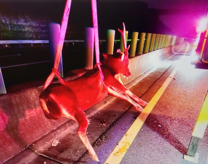 驚嚇！夜間國道開車撞上一頭水鹿