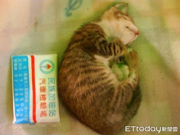 就愛原味!胖貓「整張臉埋進鞋」狂吸入睡媽嘆:只好把這雙送牠