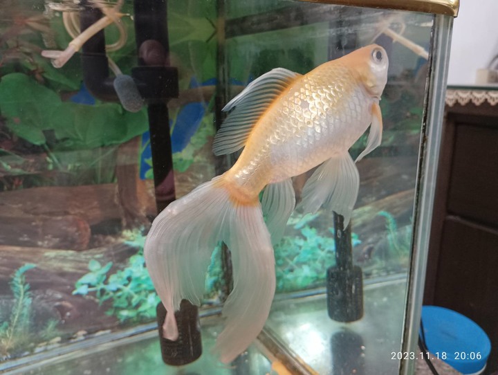 我養的金魚（玉如意）是不是有生病？