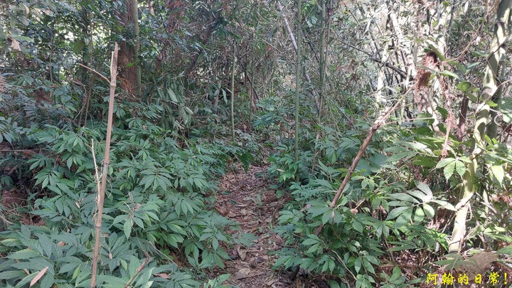 馬那邦山 原始楓林!|細道邦山 豆腐?棺材?
