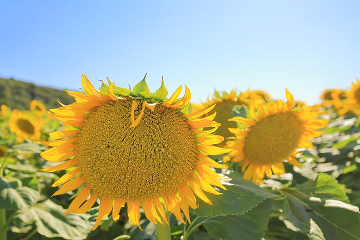 點我看大圖 (映像分享) 盡覽法國、輕薄暢遊feat. Canon RF28mm f/2.8 STM