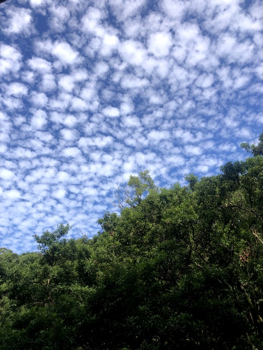 麟狀雲 2023_11_09 10:33