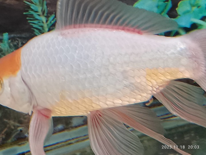 我養的金魚（玉如意）是不是有生病？