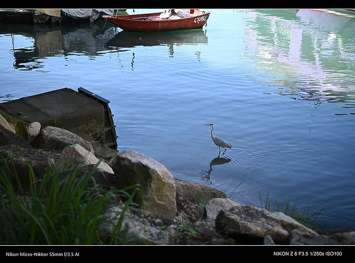 帶 Nikon 55mmf 3.5 AI 亂影一天