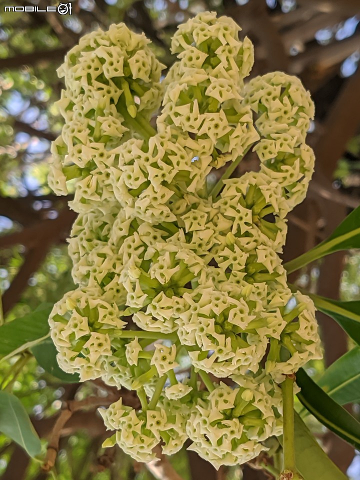 黑板樹+小花蔓澤蘭+台灣欒樹+密花白飯樹 台南市南區水交社 11/12