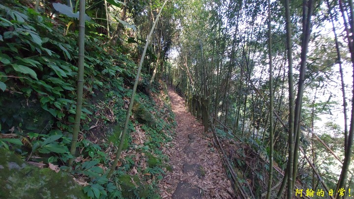 馬那邦山 原始楓林!|細道邦山 豆腐?棺材?