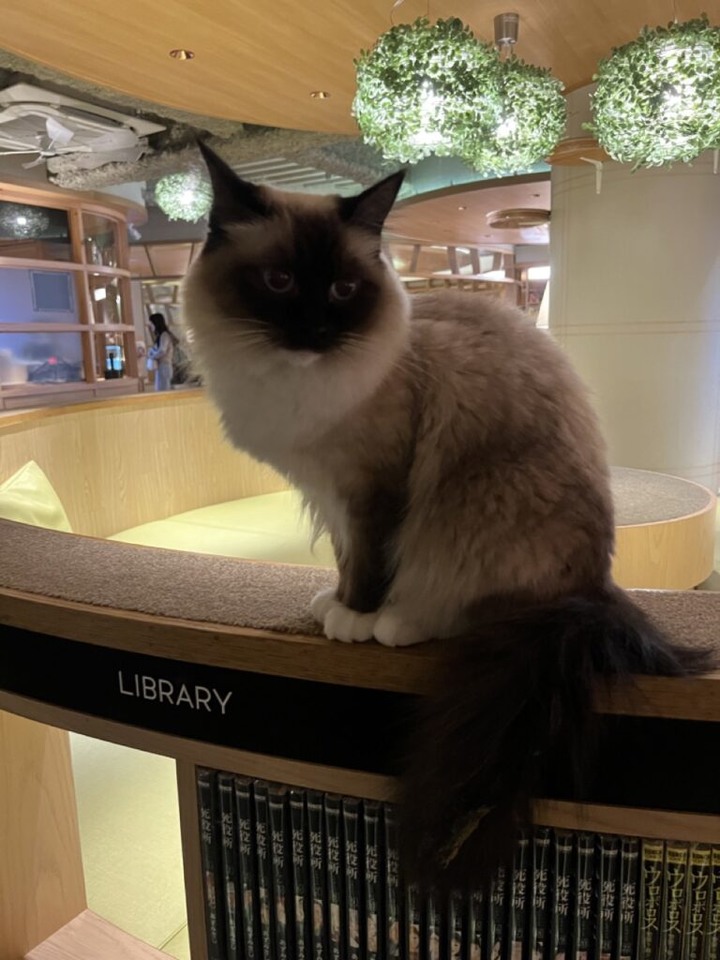 【遊記】東京丨CAT CAFE MOCHA LOUNGE新宿店丨貓咪咖啡廳
