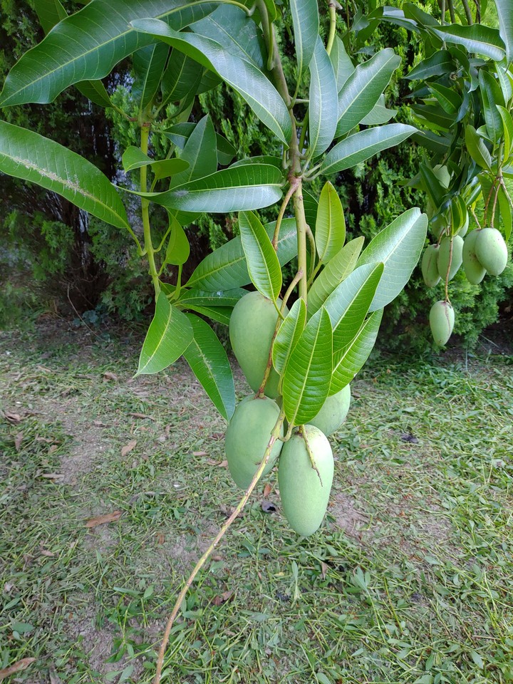 都11月了還能吃到芒果