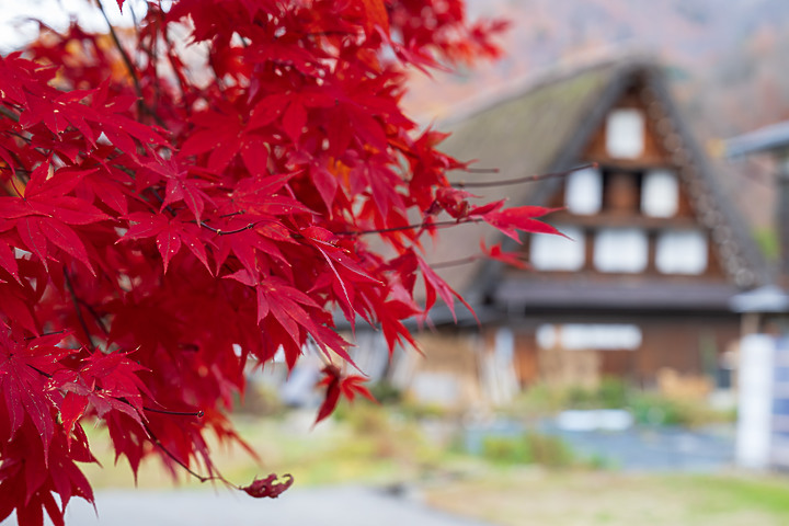 合掌村＆體驗楓紅炸裂的日本＿Z6II升級Z8有感（外加NIKON 70-200mm f2.8S好威體驗）