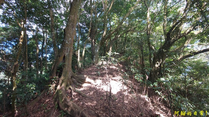 馬那邦山 原始楓林!|細道邦山 豆腐?棺材?