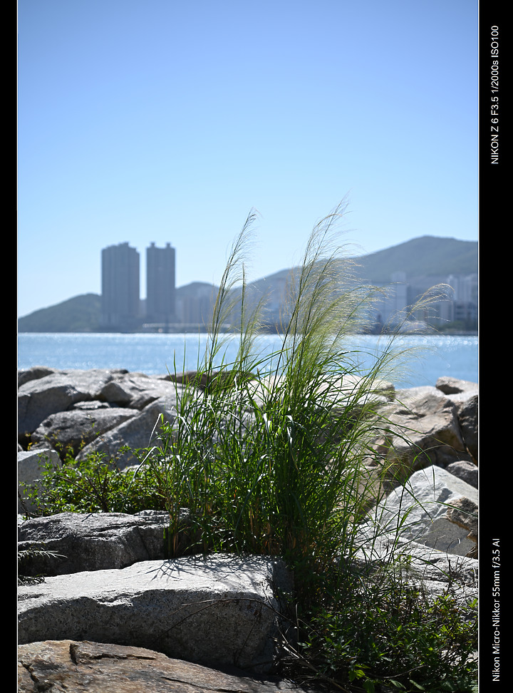 帶 Nikon 55mmf 3.5 AI 亂影一天