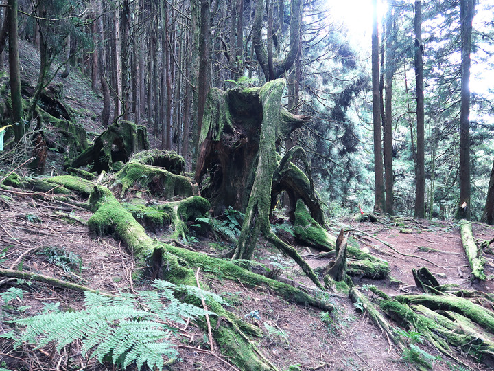 【特富野古道】見證台灣山林的美麗與哀愁 | 順訪兒玉山/東水山