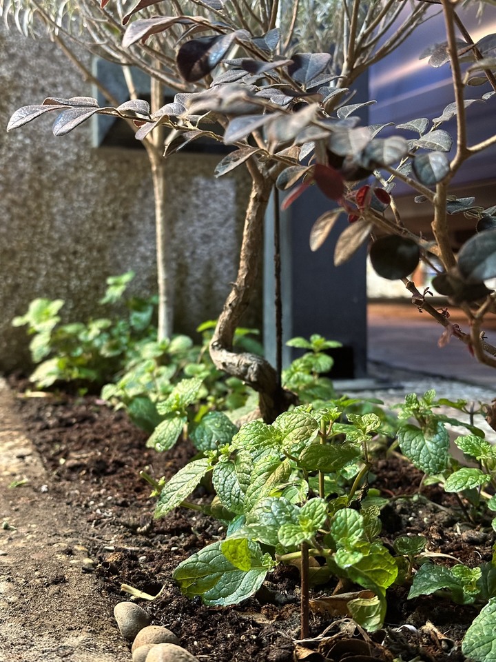 首次園藝入門，請問這樣種OK嗎？