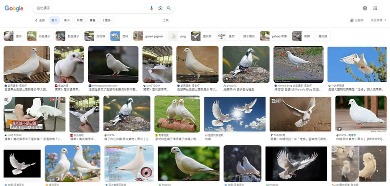 白化鴿子？若是，或許是網路上第一篇白化鴿子的報導。
