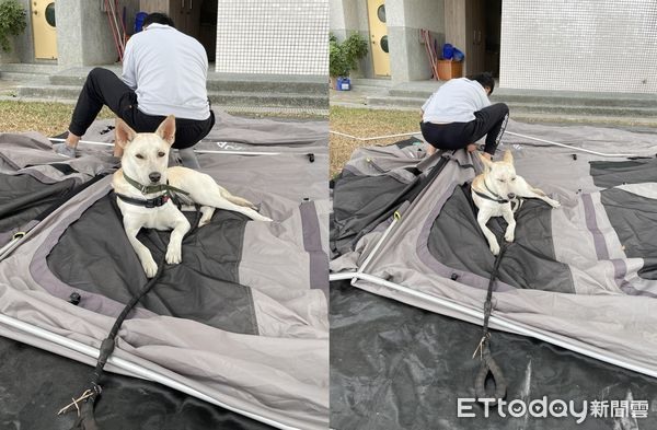 嫌爸爸收帳太久！米克斯「等到昏迷」躺平睡翻媽笑：比狗還累