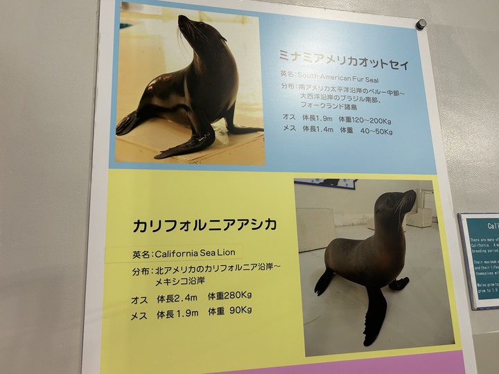冬遊北海道(上)-五稜郭公園-女子修道院-大沼國定公園-小樽運河-尼克斯海洋公園