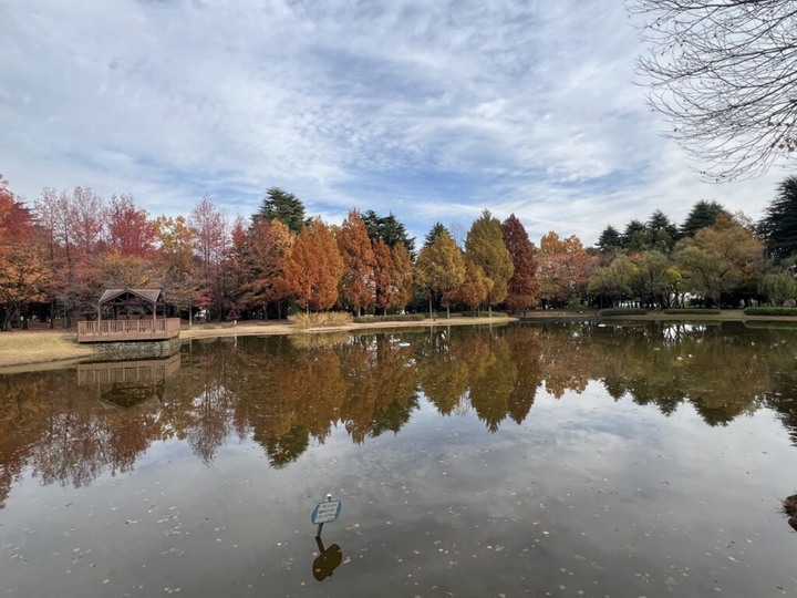埼玉丨彩之森入間公園丨東京近郊私房賞楓景點丨搭乘西武鐵道特急Laview號