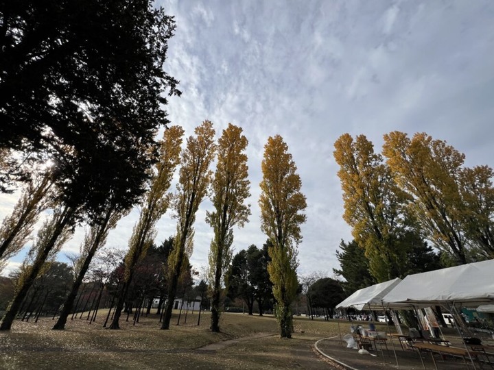 埼玉丨彩之森入間公園丨東京近郊私房賞楓景點丨搭乘西武鐵道特急Laview號