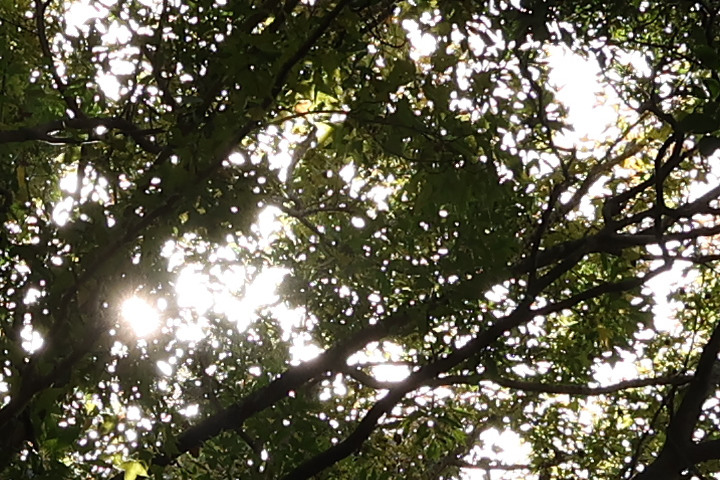 Canon RF-S 10-18mm f/4.5-6.3 IS STM 評測報告｜攝錄皆宜、僅 150g 的隨身超廣角鏡頭！