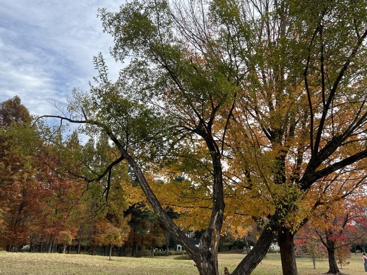 埼玉丨彩之森入間公園丨東京近郊私房賞楓景點丨搭乘西武鐵道特急Laview號