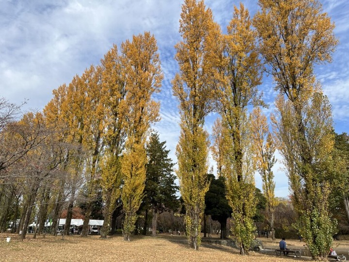 埼玉丨彩之森入間公園丨東京近郊私房賞楓景點丨搭乘西武鐵道特急Laview號
