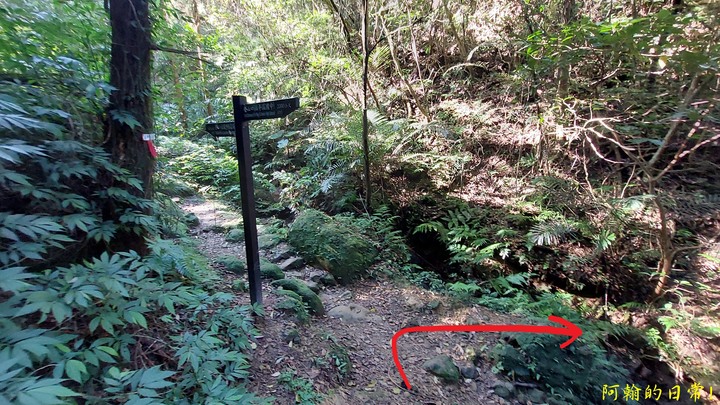 平溪中央尖 不是百岳的那個中央尖｜臭頭山 為何臭頭?