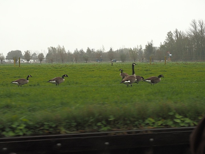 哈倫(Haarlem)市區、聖巴弗教堂(St.-Bavokerk)、桑斯安斯(Zaanse Schans)風車村、福倫丹(Volendam)午餐、羊角村(Giethoorn)遊船 — 荷蘭鄉間風光 — 2023年冬季歐洲行旅 第二部