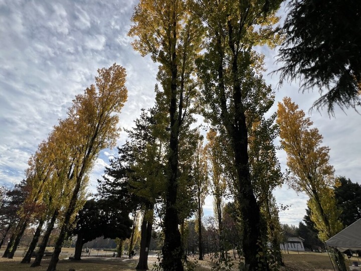 埼玉丨彩之森入間公園丨東京近郊私房賞楓景點丨搭乘西武鐵道特急Laview號