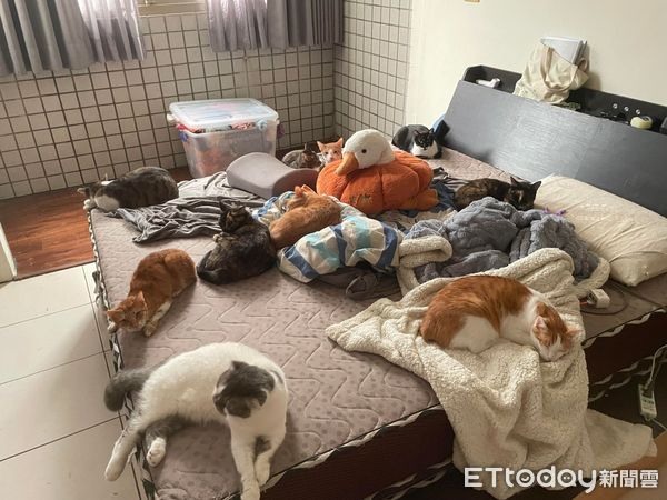 家有19貓！工人疑：數只有幾隻媽床墊一掀笑翻萬人：聚賭被抓到