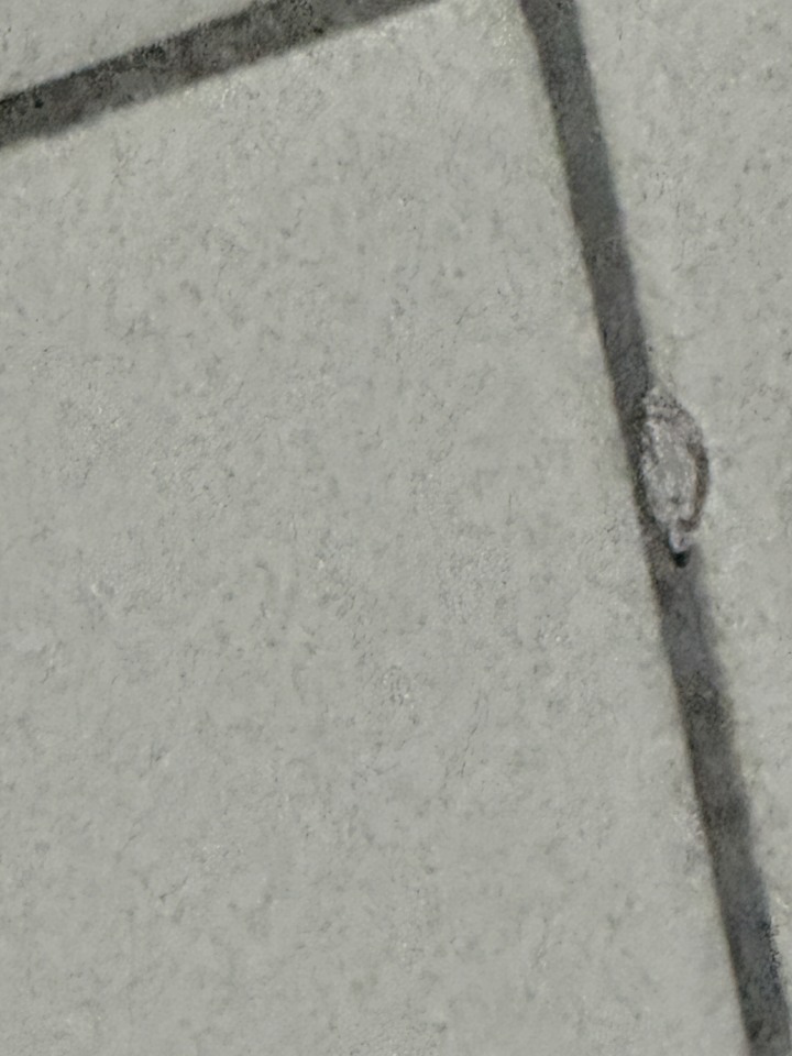 昆蟲名稱