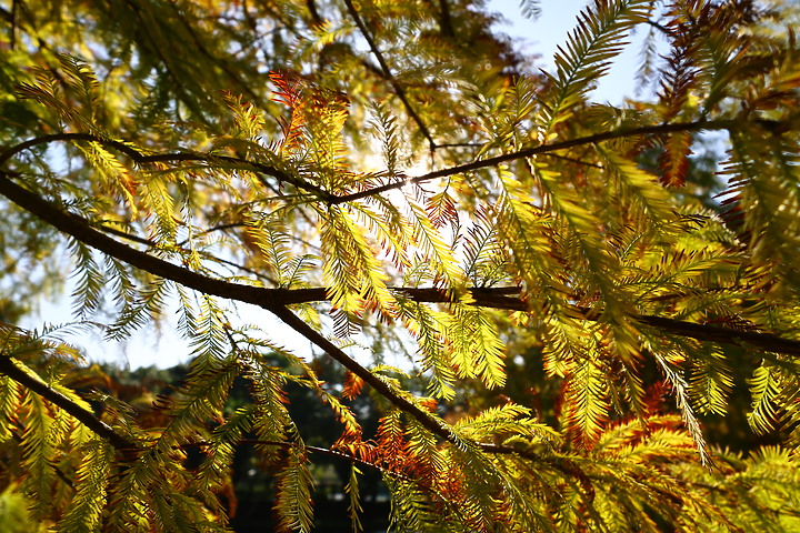 Canon RF-S 10-18mm f/4.5-6.3 IS STM 評測報告｜攝錄皆宜、僅 150g 的隨身超廣角鏡頭！