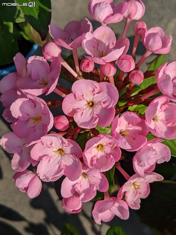 滇丁香+毛茉莉+白雪木... 台南市歸仁區七甲花卉區 12/02