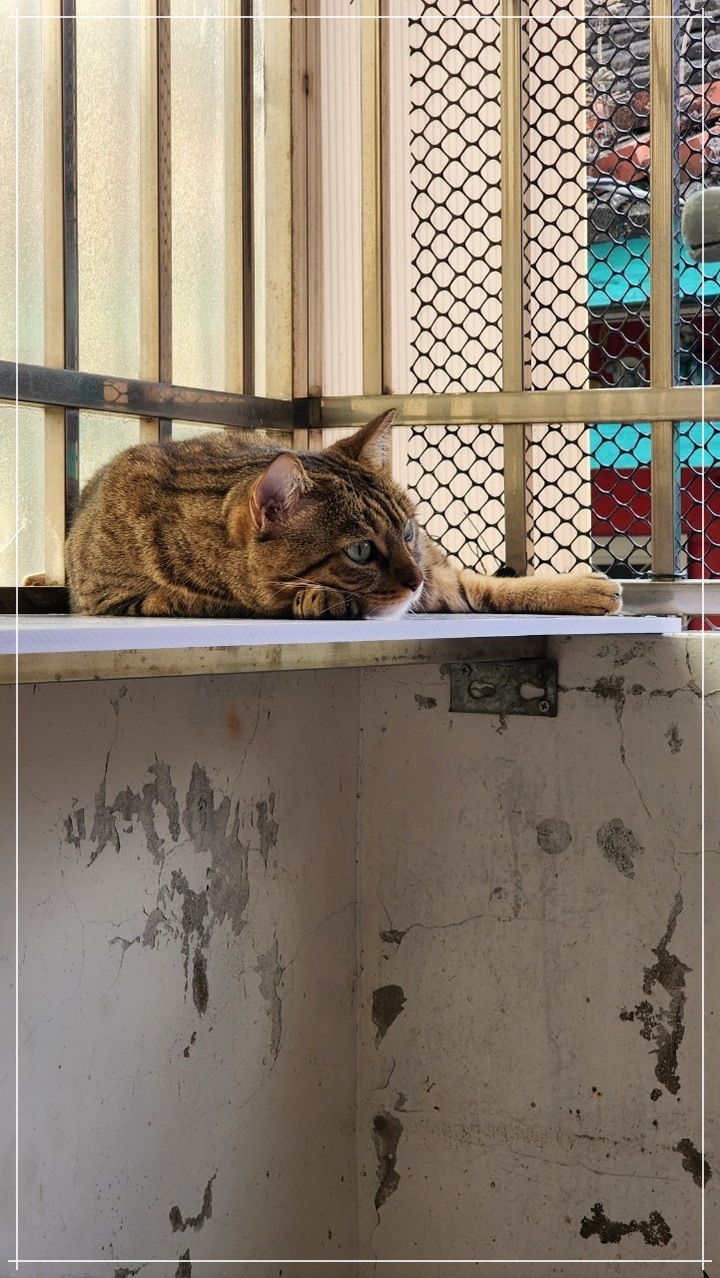 孝親好幫手《LG免曬衣乾衣機》，代替自己好好幫忙免曬衣！