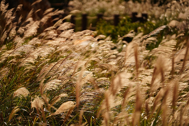 點我看大圖 Sigma 70-200mm f/2.8 DG DN OS Sports 評測報告|比肩 GM 鏡的副廠之選!