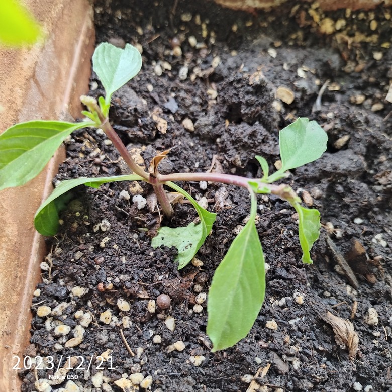 喜蕃茄陸續成熟了 （圖於最後頁）