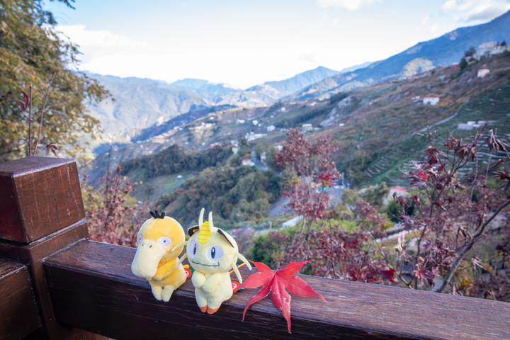 追楓輕旅行 / 福壽山農場、105.6K楓紅谷、清境蒙塔妮下午茶